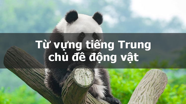 tu-vung-tieng-trung-chu-de-dong-vat-1-1 Từ vựng tiếng Trung chủ đề động vật