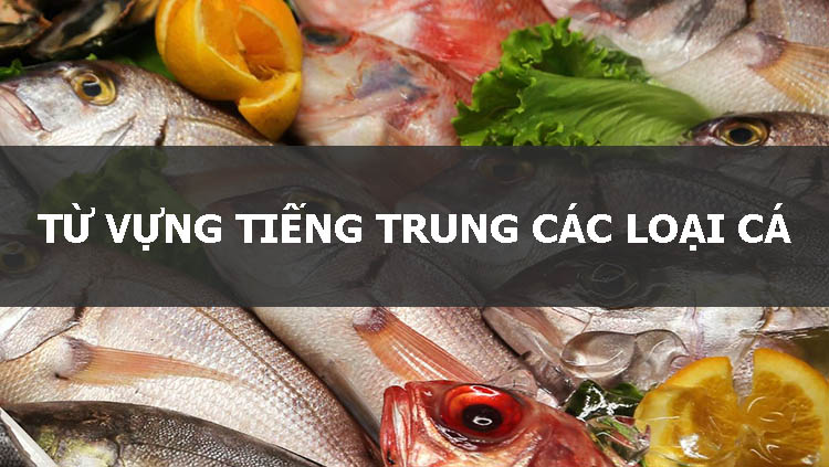 tu-vung-tieng-trung-cac-loai-ca-1 Từ vựng tiếng Trung các loại cá