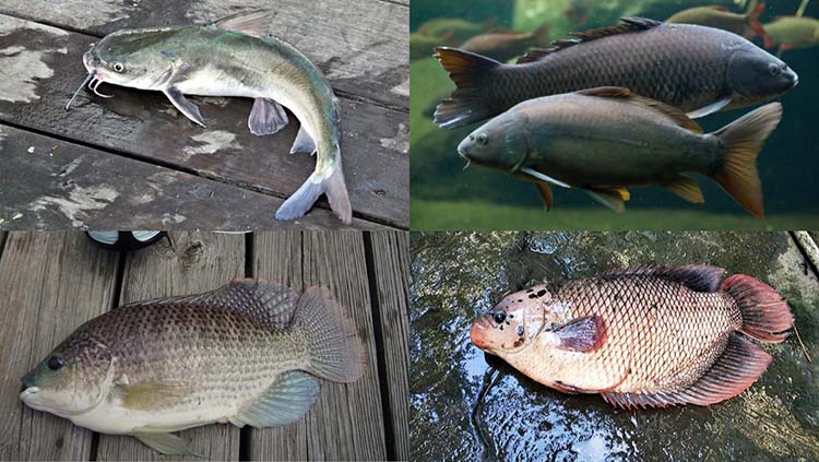 tu-vung-tieng-trung-cac-loai-ca-nuoc-ngot Từ vựng tiếng Trung các loại cá nước ngọt