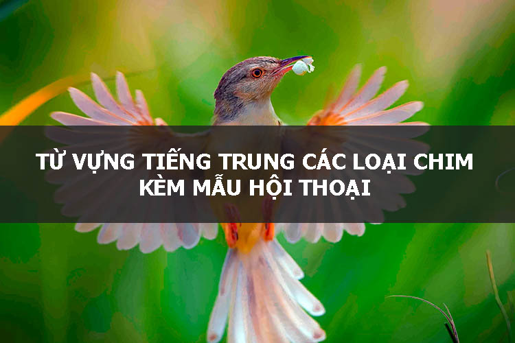 tu-vung-tieng-trung-cac-loai-chim-1 Từ vựng tiếng Trung các loại chim
